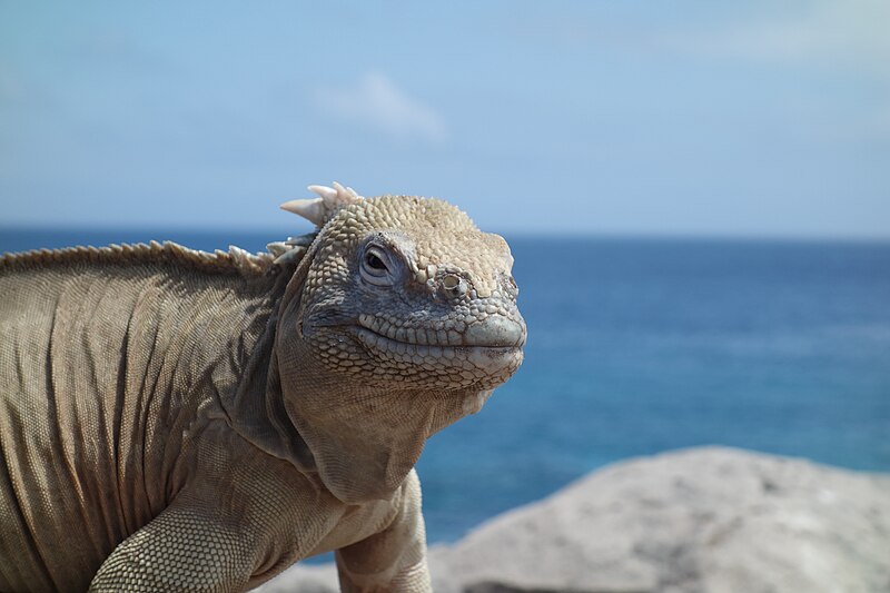 File:Santa fe land iguana6.jpg