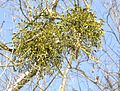 * Nomination Santalaceae in Winter. --High Contrast 12:42, 11 February 2013 (UTC) * Decline Out of focus. --Mattbuck 00:23, 16 February 2013 (UTC)