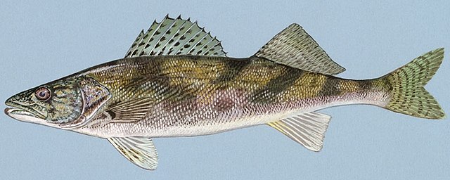 What is a Sauger Fish 
