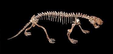 Sauroctonus parringtoni, Skeleton