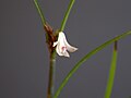 Scaphyglottis longicaulis flower