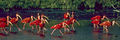 Scarlet Ibis - Venezuela 90Image45 (15395675016).jpg