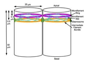 Embryonic Differentiation Waves