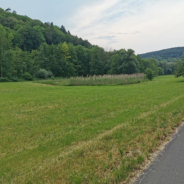 File:Schilfgras im Muckbachtal (Brehmbach) bei Dittwar in Richtung Dittwarer Bahnhof.jpg