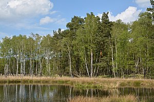 Schleswig-Holstein, Großenaspe, NSG Halloher Moor, Brandsheide und Könster Moor NIK 6165.jpg