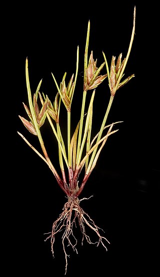 <i>Schoenus nanus</i> Species of sedge