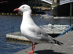 Seagull in Melbourne.jpg