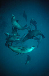 A pod of at least a dozen sea lions, swimming underwater