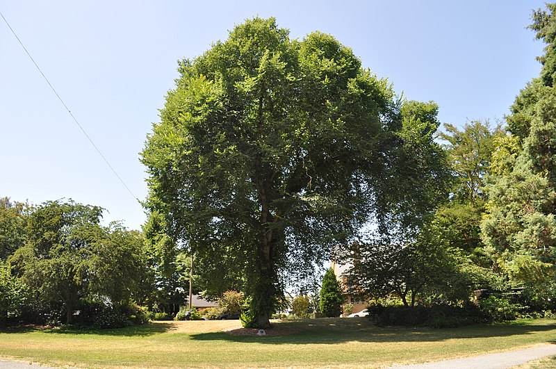 File:Seattle - Roanoke Park Ulmis laevis 02.jpg