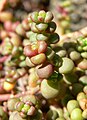 Sedum divergens