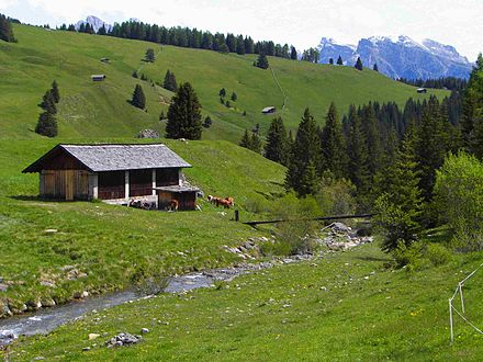 Cows and pastures on the Alpe di Siusi