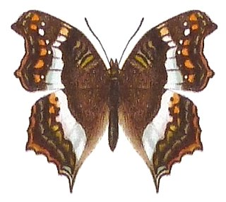 <i>Precis andremiaja</i> Species of butterfly