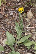 Senecio integerrimus