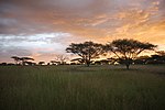 Serengeti,Sunset Mbalageti.jpg