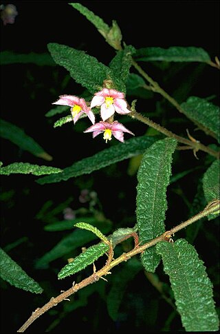 <i>Seringia hookeriana</i> Species of shrub