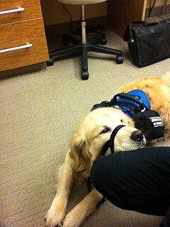 Medical response dog