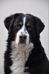 bernese mountain dog all black