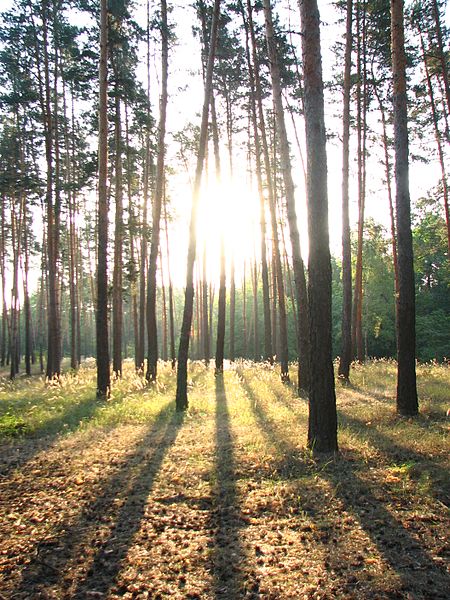 File:Shadows - panoramio.jpg