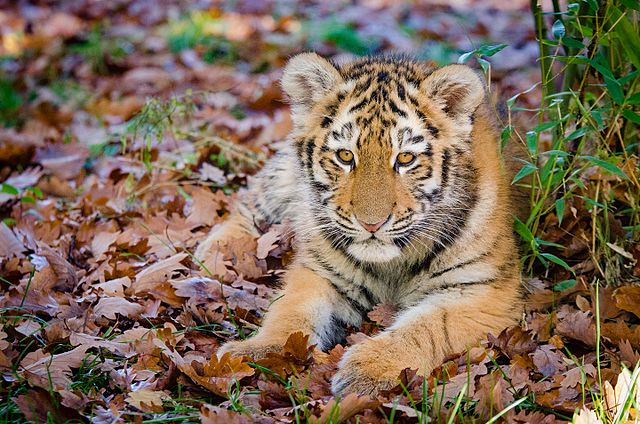 File:Siberian Tiger Mom with Cub (30547501491).jpg - Wikimedia Commons