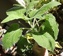 Sideritis candicans, by Omar Hoftun.jpg