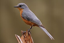 Silverbird dans le parc national de Murchison Falls, Ouganda.JPG