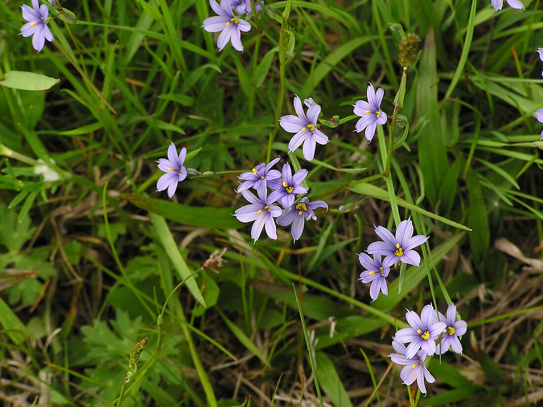 Sisyrinchium montanum