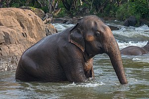 Asian elephant (Elephas maximus) bathing in Tad Lo river, Laos