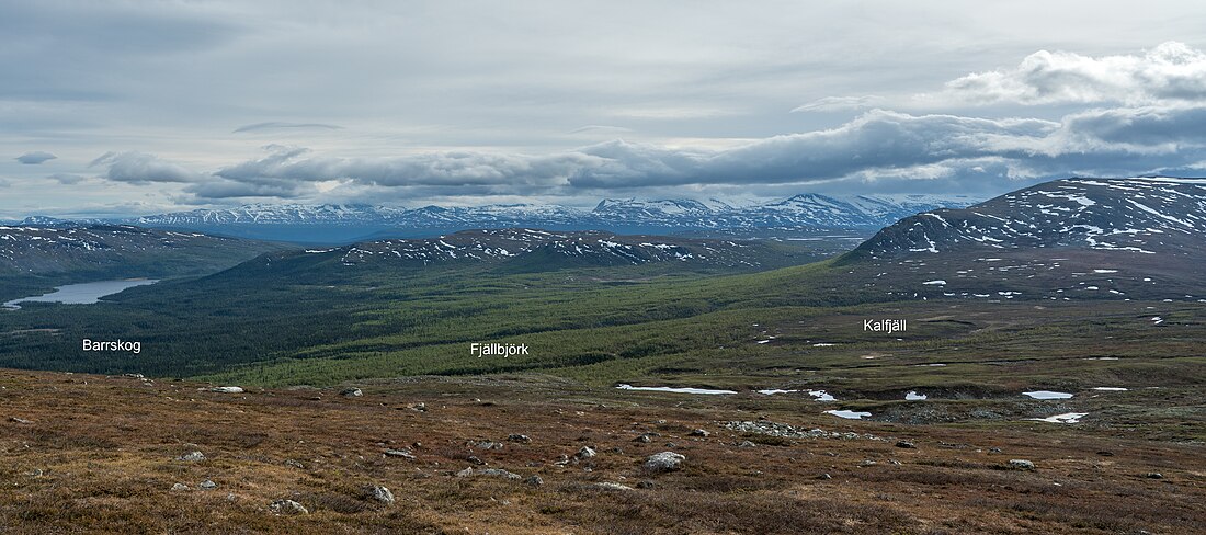 Skogsgränsen