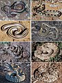 Snakes (10.3897-zookeys.735.22200) Figure 7.jpg