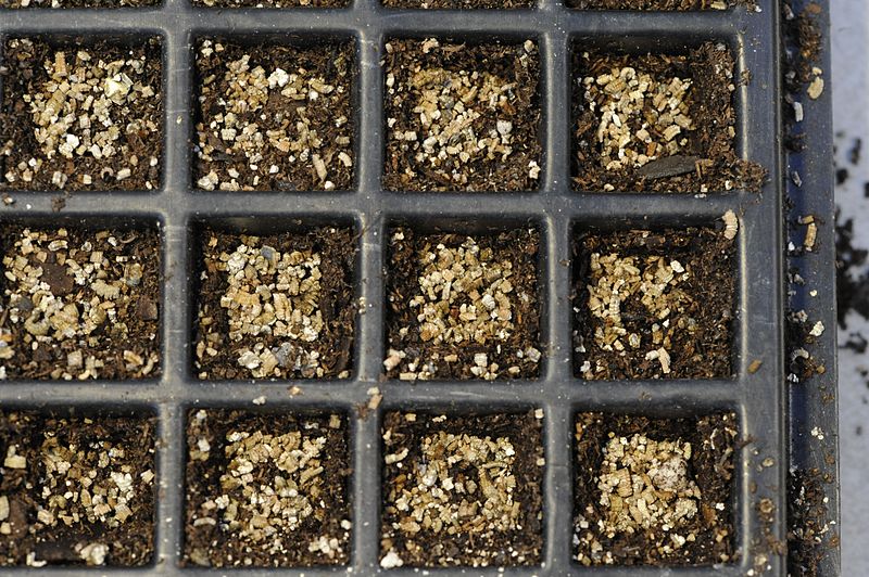 File:Snapdragon seeding - (1).jpg