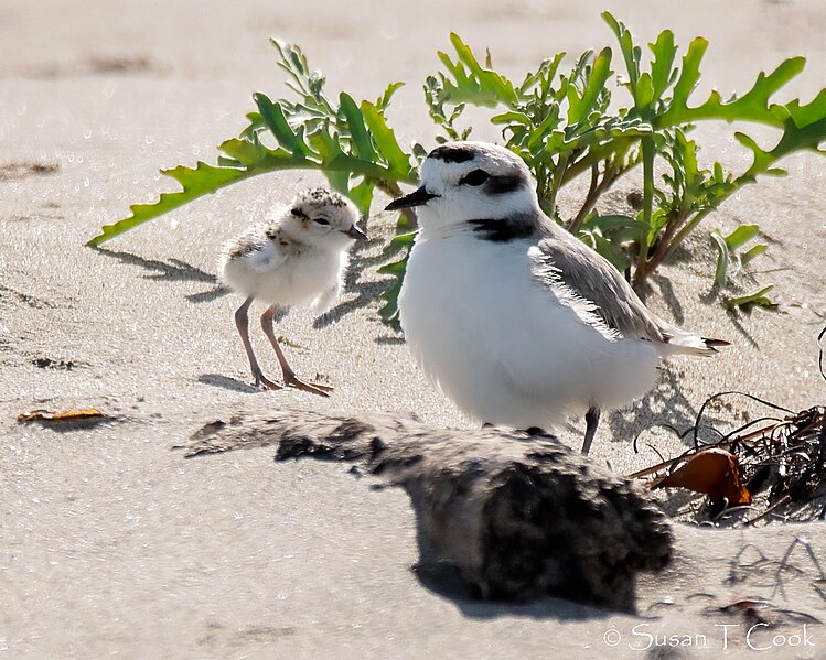 File:Snowy Plover and Baby (49909309631).jpg