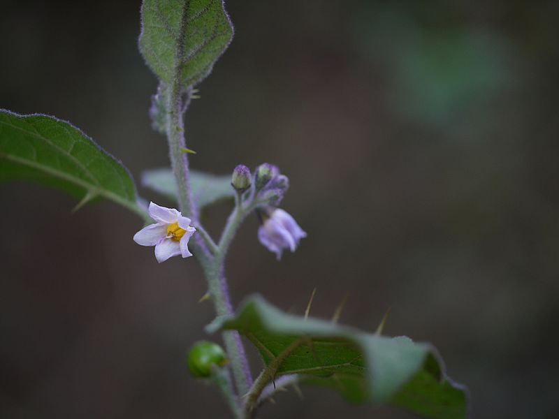 File:Solanum ¿ species ? (5595842698).jpg