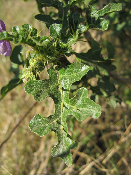 File:Solanum linnaeanum leaf CC1.jpg