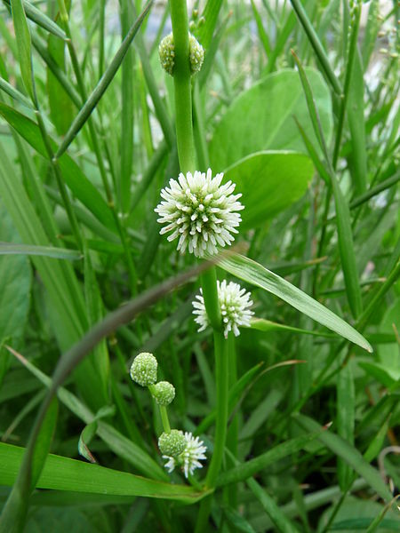 File:Sparganium stenophyllum.JPG