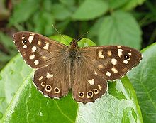 Waldbrettspiel (Pararge aegeria tircis) Typischer Auenwald-Schmetterling, August an der Großen Laache beobachtet[8]