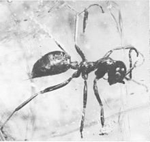 Sphecomyrma freyi worker no 1 holotype (Wilson, Carpenter and Brown 1967).jpg