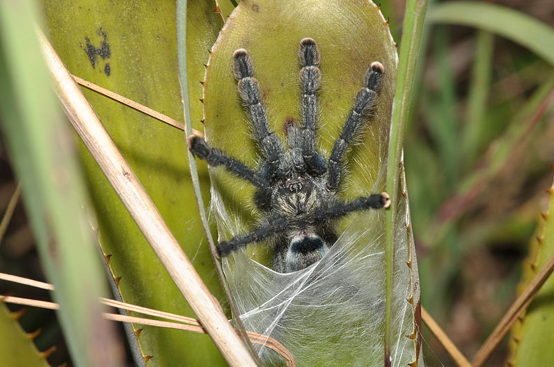 File:Spider hiding in a bromelia (14608270017).jpg