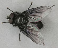 Самец Spilogona denigrata, поля Mawddach, Северный Уэльс, май 2012 г. 2 (16616392119) .jpg