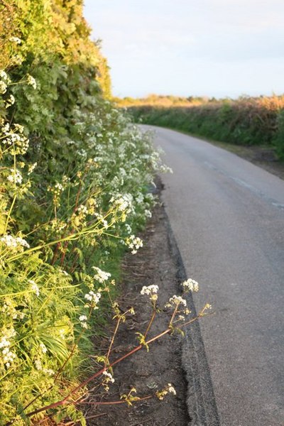 File:Springhead Road towards Uplyme - geograph.org.uk - 1279605.jpg