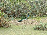 Paon sri lankais. Category:Peafowl in Sri Lanka