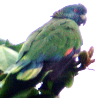 Amazona versicolor