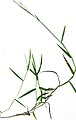 File:Starr 020130-9002 Panicum sp..jpg