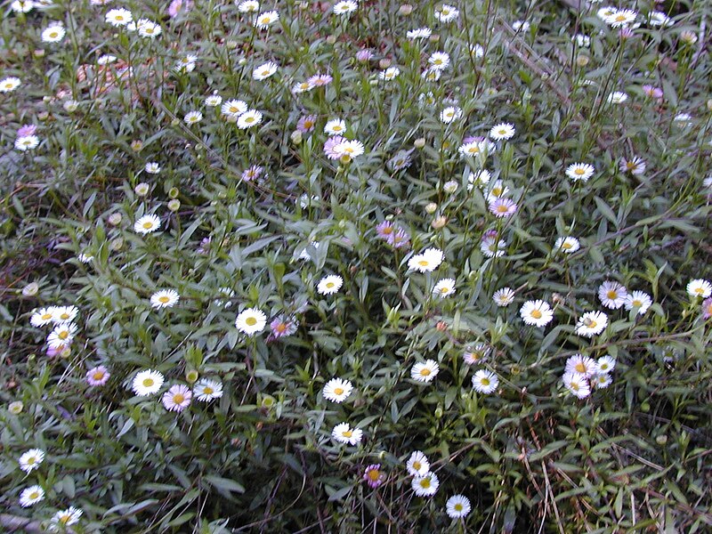 File:Starr 020221-0054 Erigeron karvinskianus.jpg