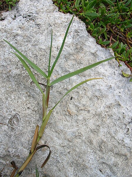 File:Starr 050223-4292 Paspalum vaginatum.jpg