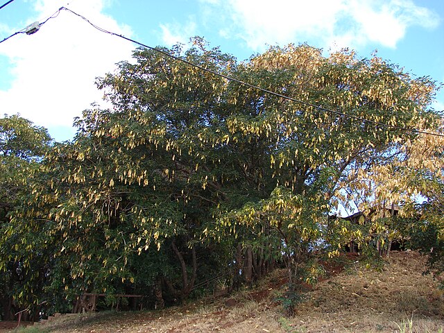 Description de l'image Starr 070221-4658 Albizia lebbeck.jpg.