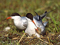 Küszvágó csér (Sterna hirundo)