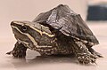 Musk Turtle, Sternotherus odoratus