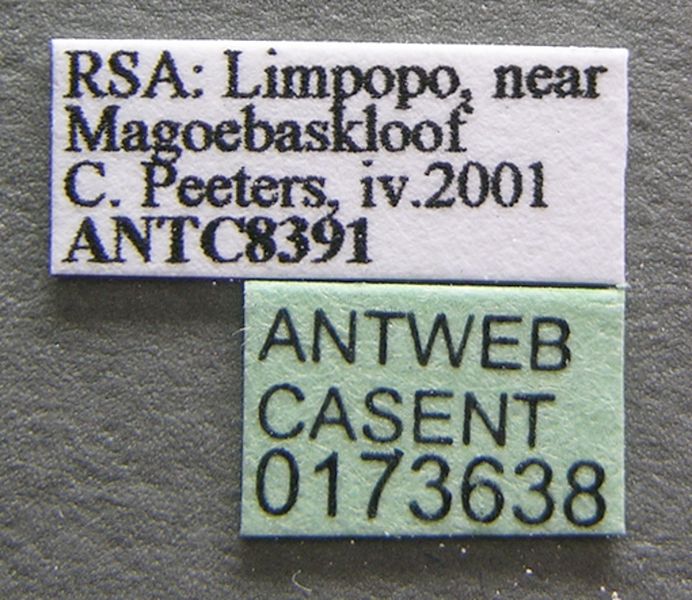 File:Streblognathus peetersi casent0173638 label 1.jpg