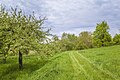 * Nomeação "Meadow orchard in the New Mountain" protected landscape element near Zeuzleben --Plozessor 03:54, 2 June 2024 (UTC) * Promoção  Support Good quality. --Johann Jaritz 03:59, 2 June 2024 (UTC)