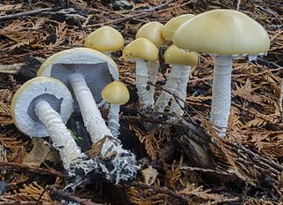 <i>Stropharia ambigua</i> Species of fungus